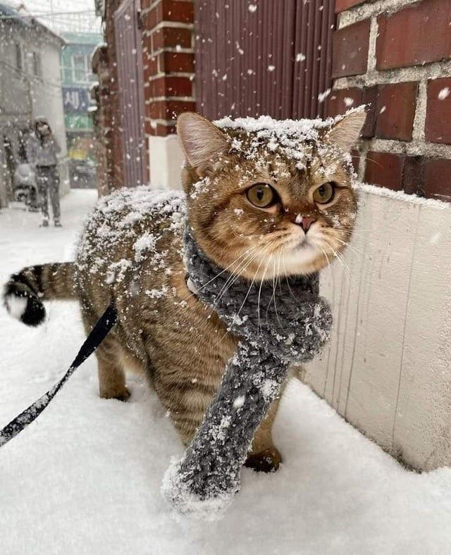 snow_cat