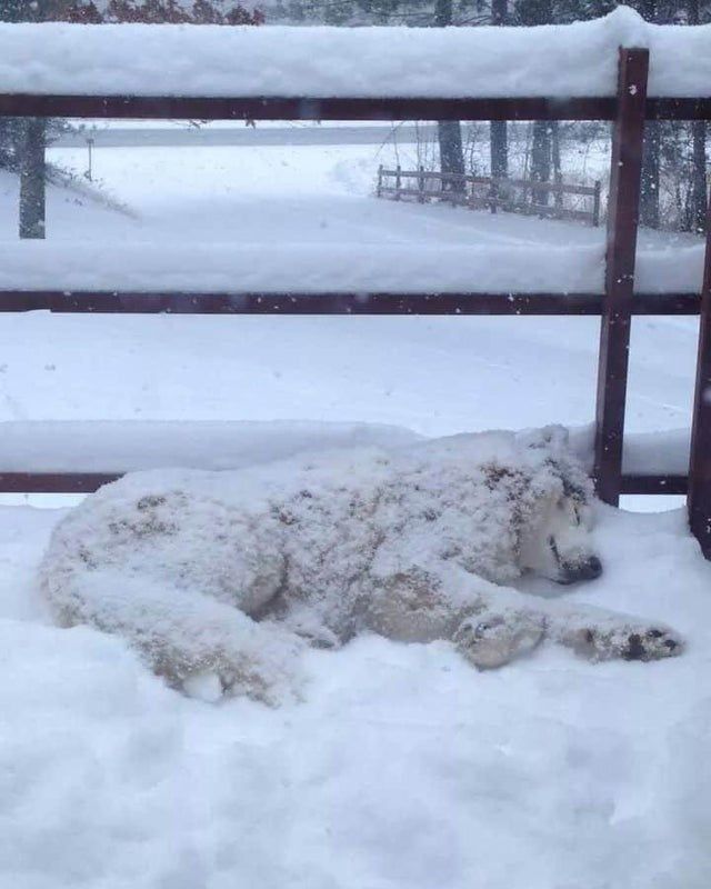 snow_dog