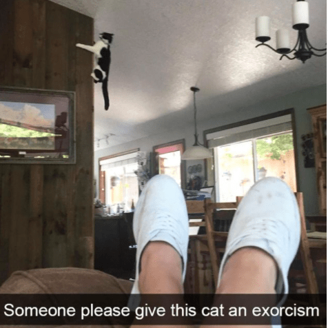 someone-please-give-this-cat-an-exorcism