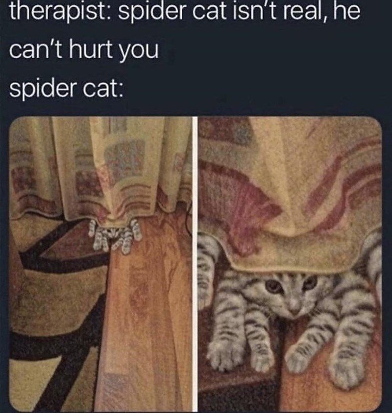 spider_cat