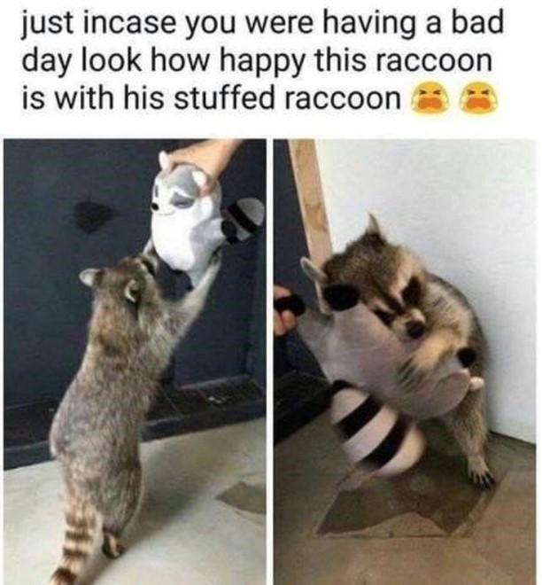 stuffed-raccoon(1)