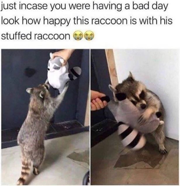 stuffed-raccoon