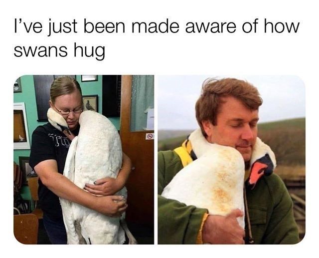 swan_hugs