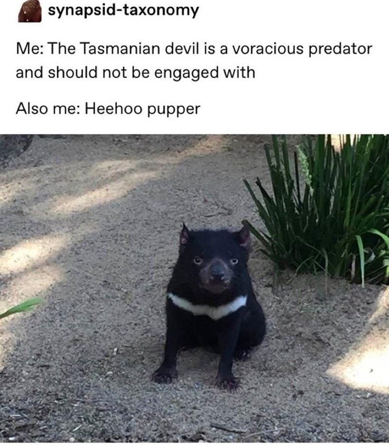 tasmanian-devil