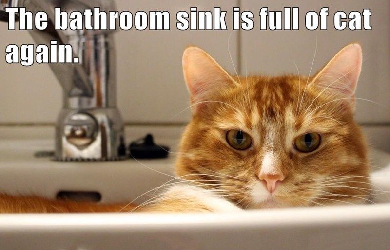 the-bathroom-sink-is-full-of-cat-again