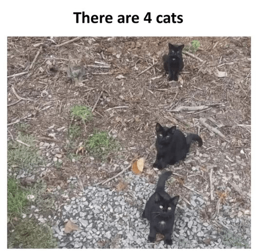 there-are-4-cats