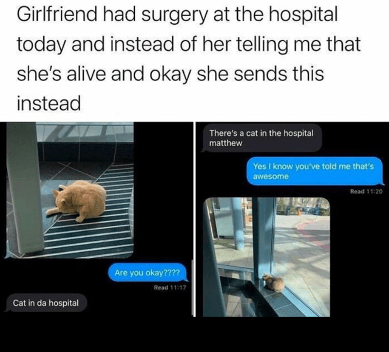 theres a cat in hospital