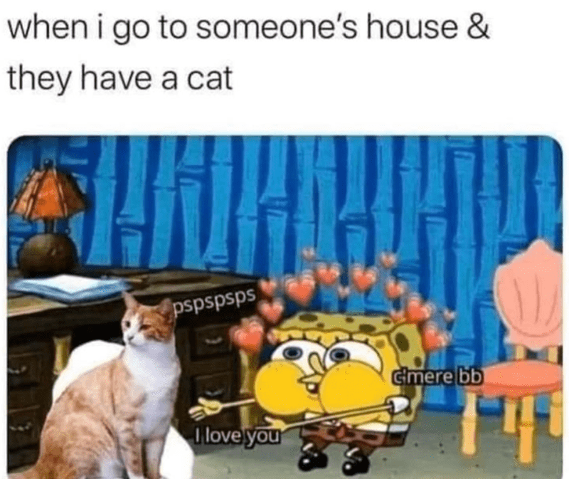 they-have-cat