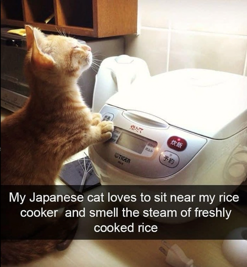 tiger-shi-my-japanese-cat-loves-sit-near-my-rice-cooker-and-smell-steam-freshly-cooked-rice