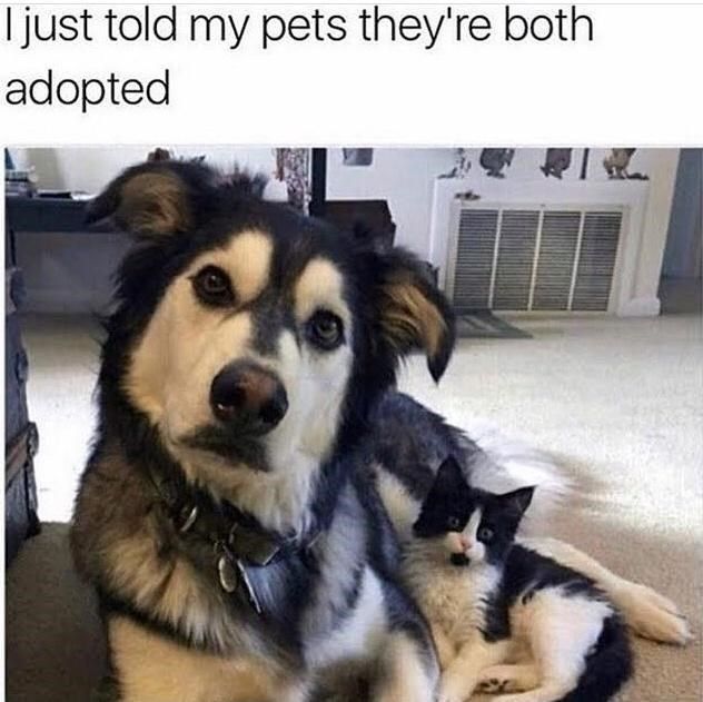 told-my-pets-theyre_adopted