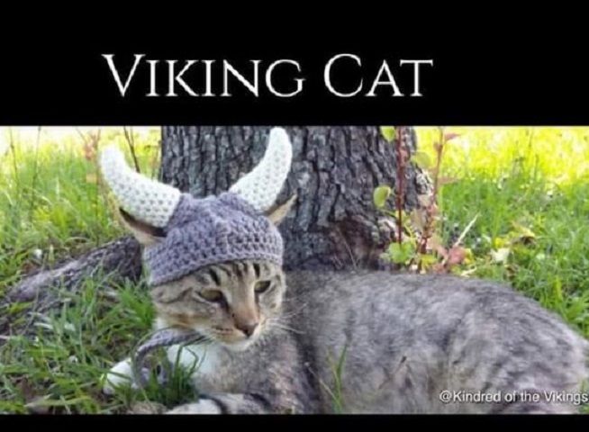 viking_cat