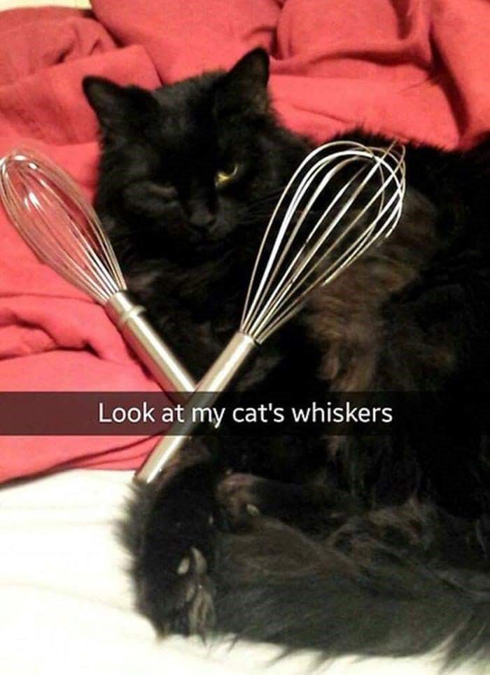 whisk-look-at-my-cats-whiskers