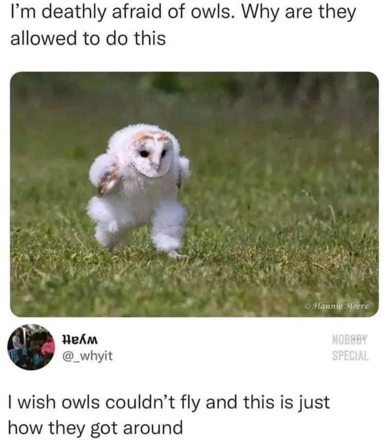 wish-owls-couldnt-fly-and-this-is-just-they-got-around