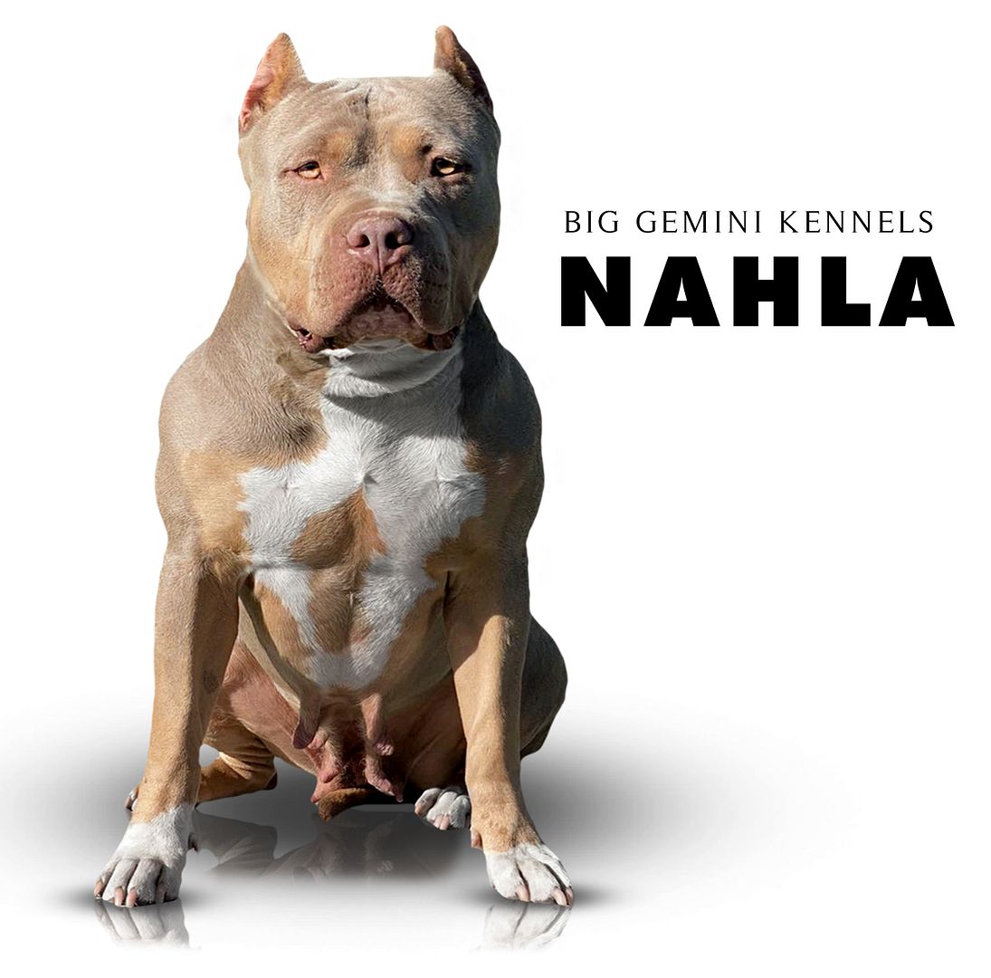 Best Pitbull Breeder, Pitbulls For Sale