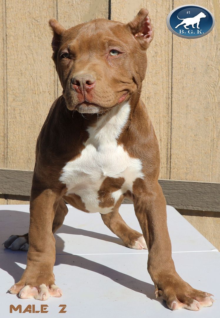 Best Pitbull Breeder, Pitbulls For Sale