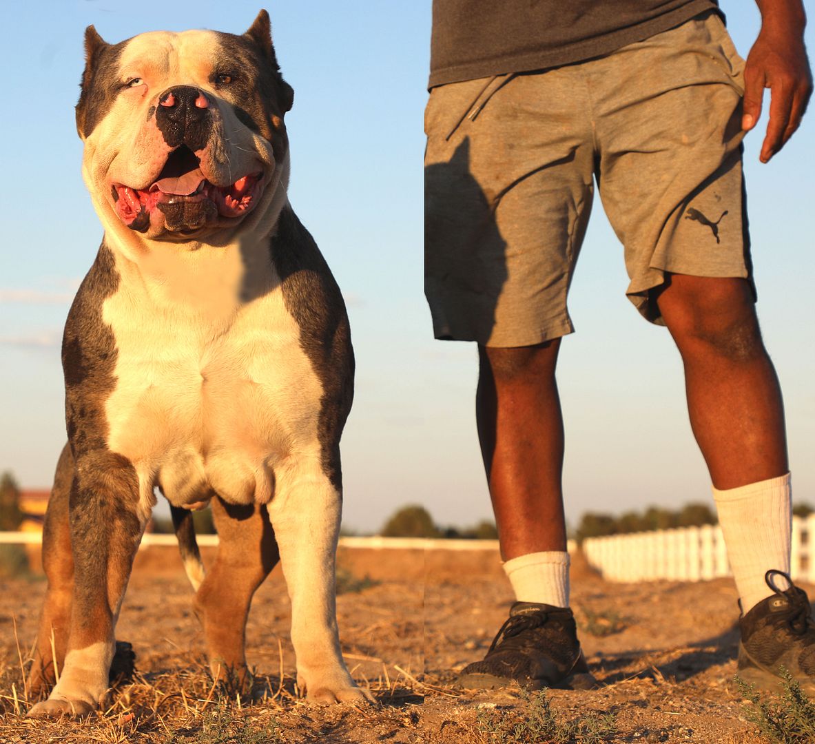 Biggest Pitbull Kennel Pitbull Breeder