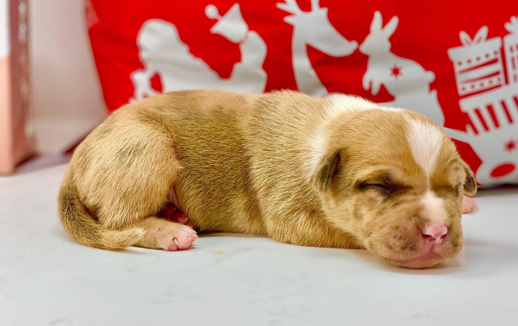 Best Pitbull breeder, Pitbulls for sale