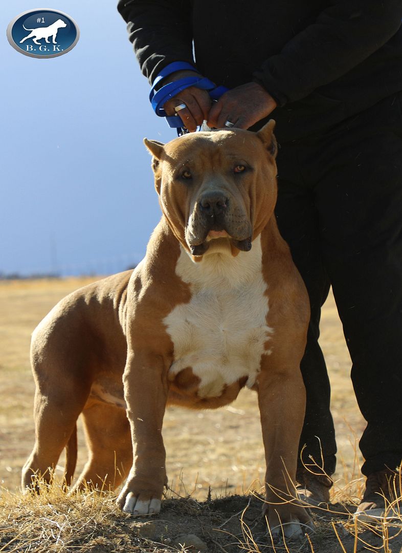 Big Gemini Pitbulls| Largest Pitbulls | Best Blue Pitbull Breeder