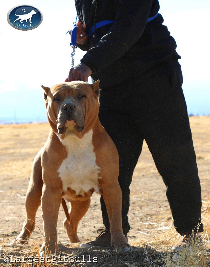 Biggest Pitbull Kennel