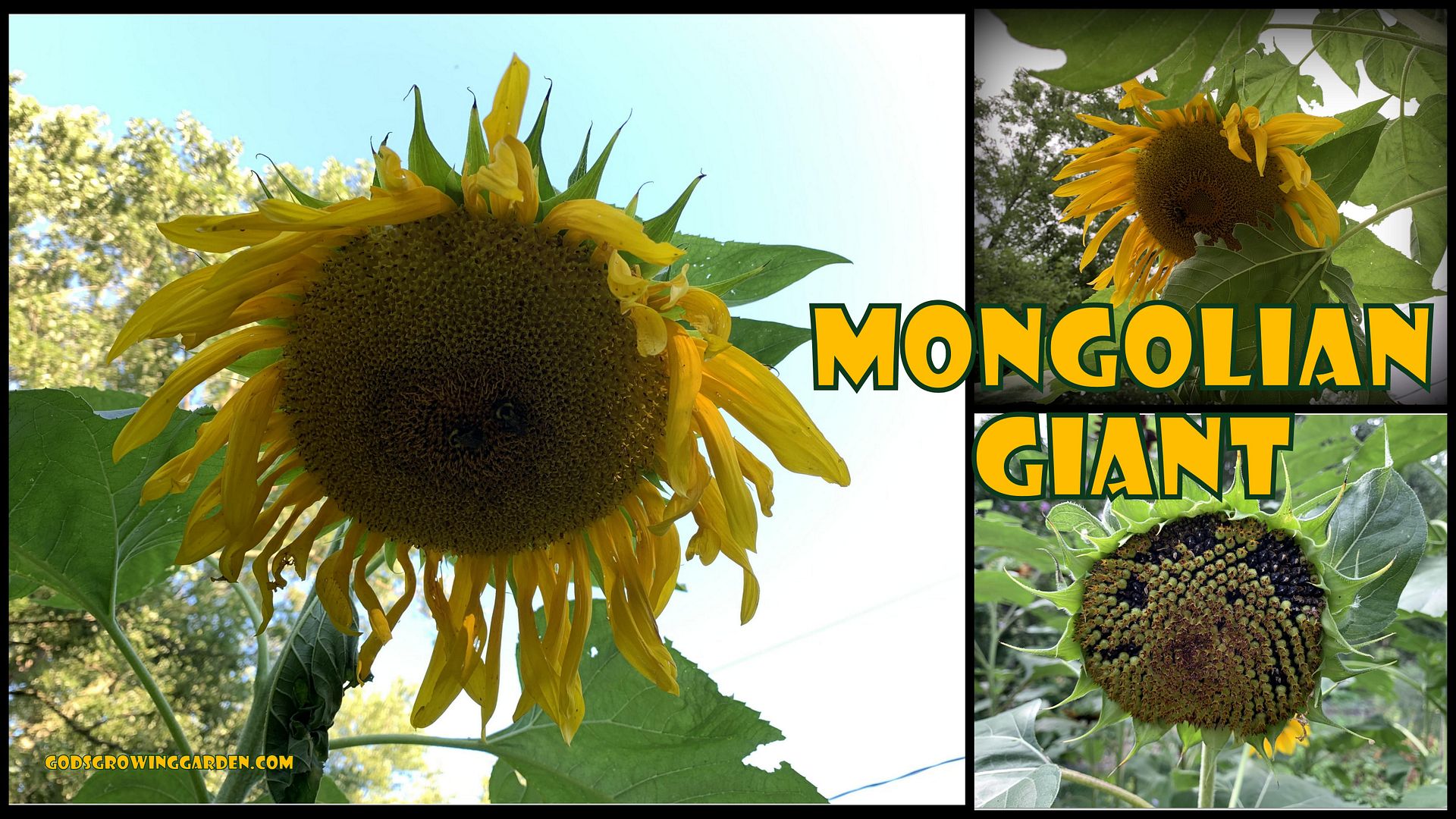 2022Sunflowers