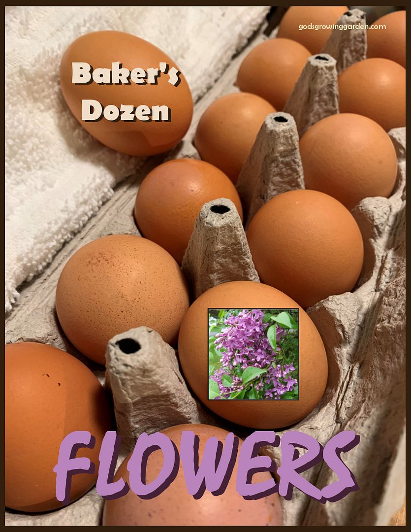 BakersDozenFlowers