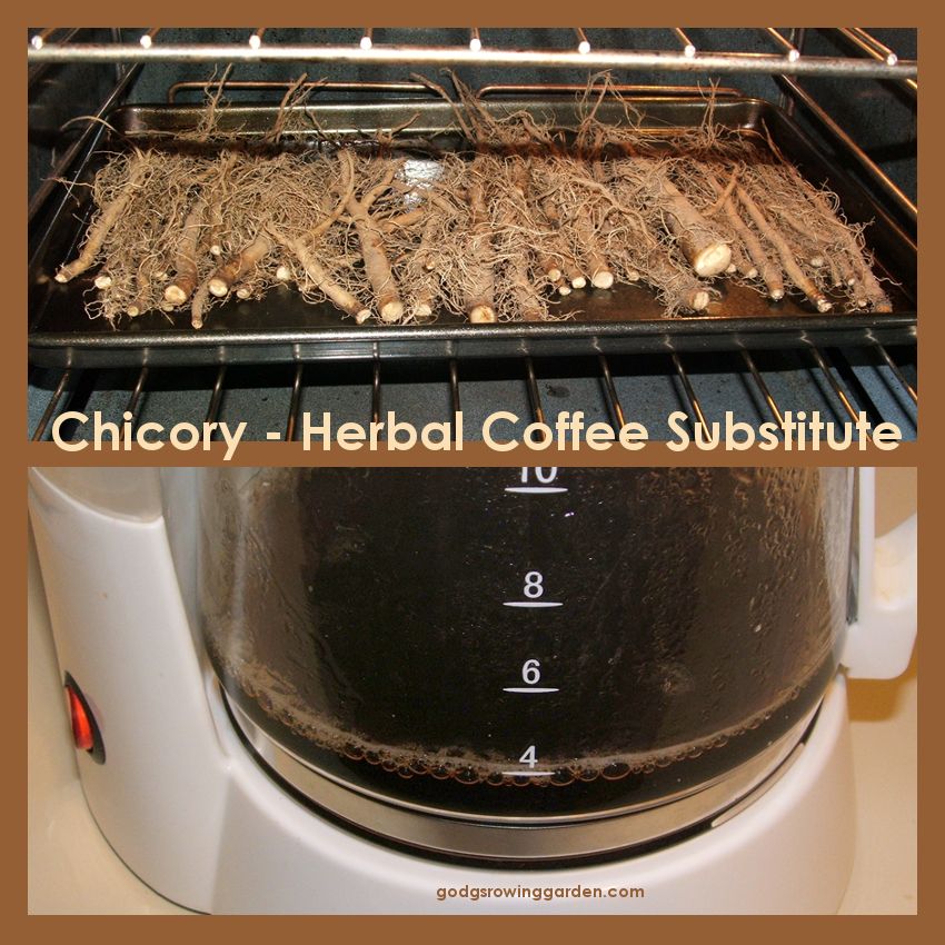 CoffeeChicory