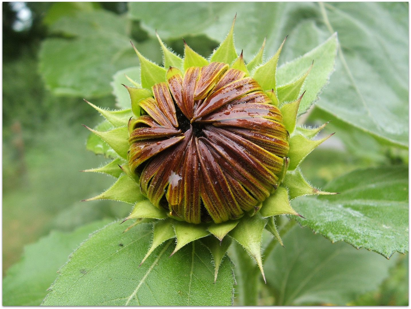 God's Growing Garden: The Wrong Seed Sunflower
