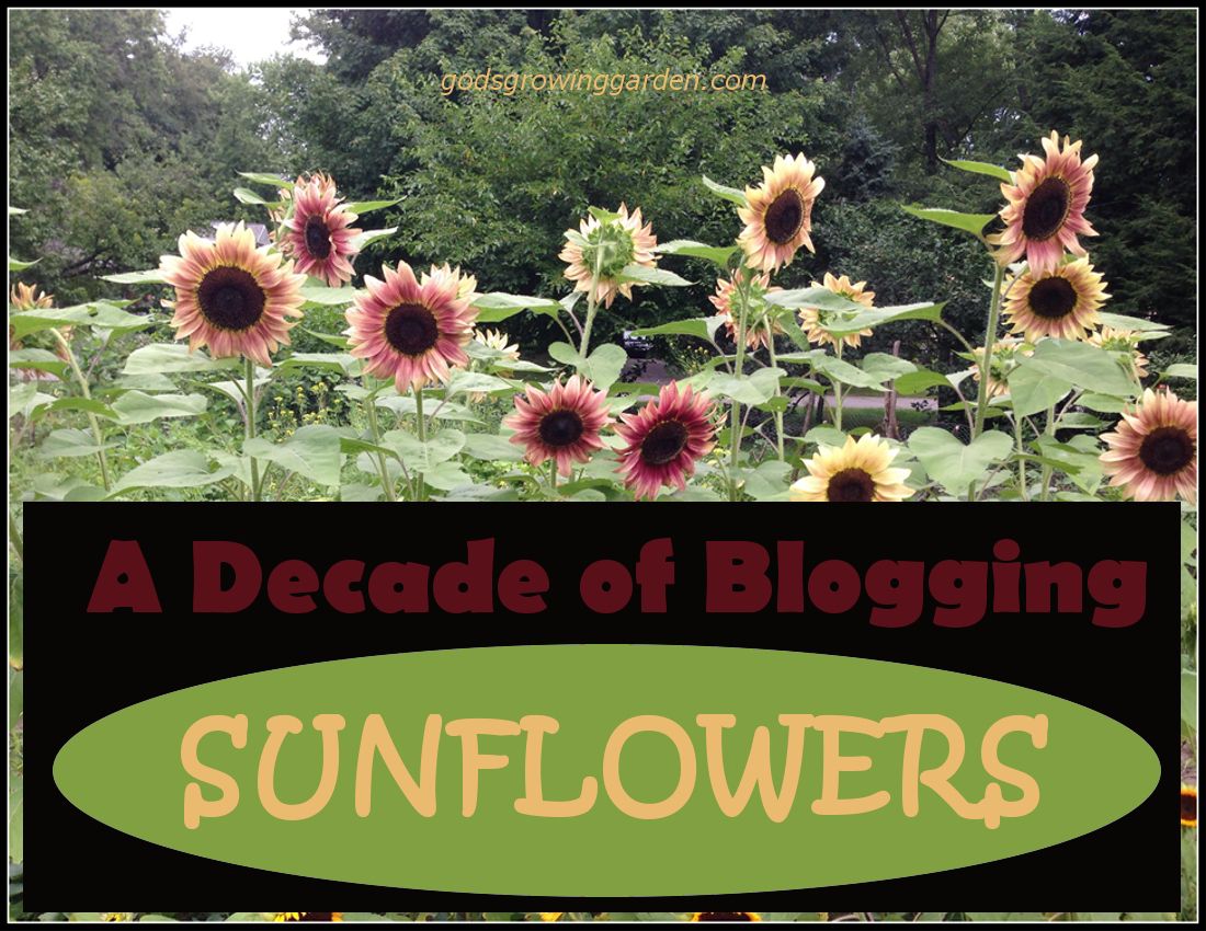 DecadeSunflowers