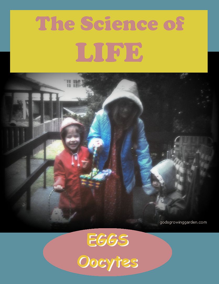 LIFEeggs