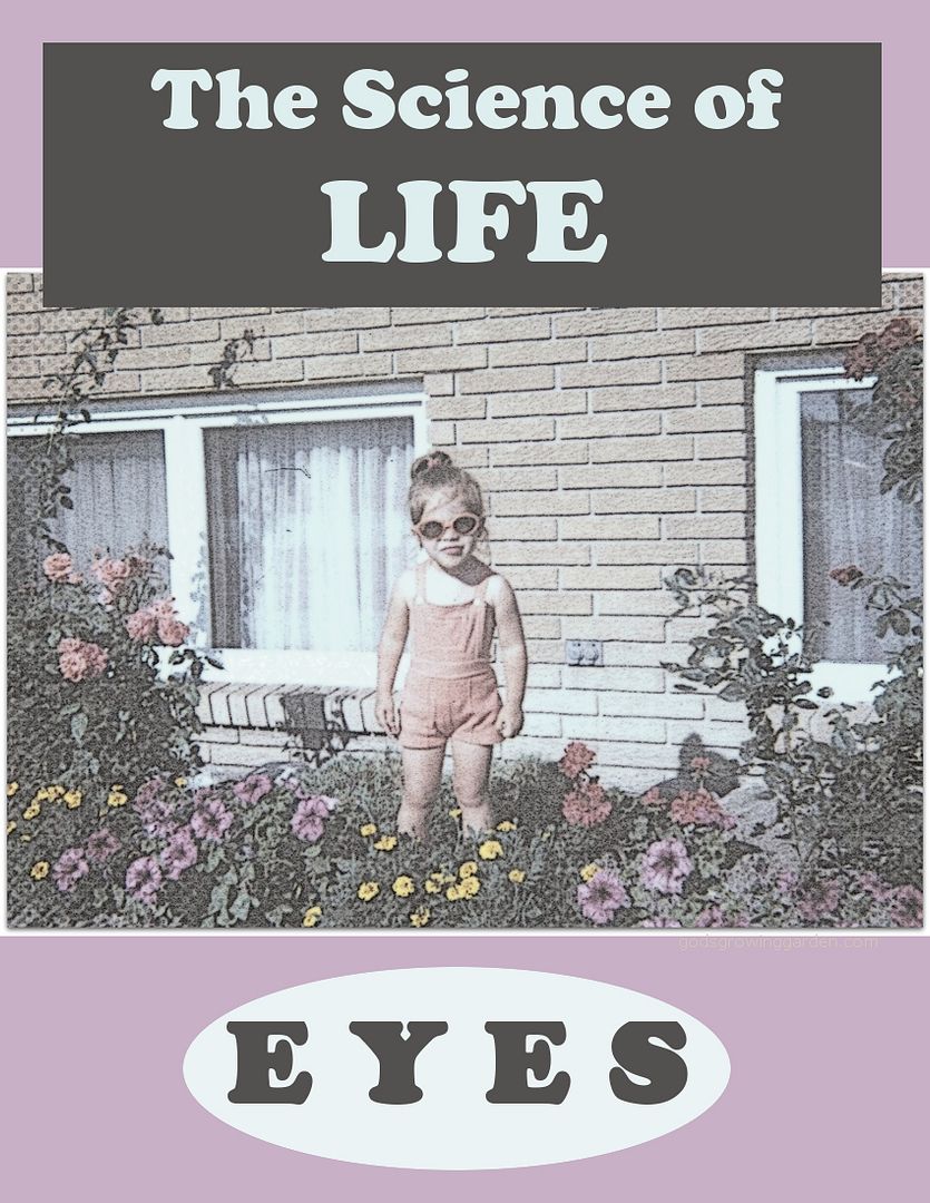 LIFEeyes