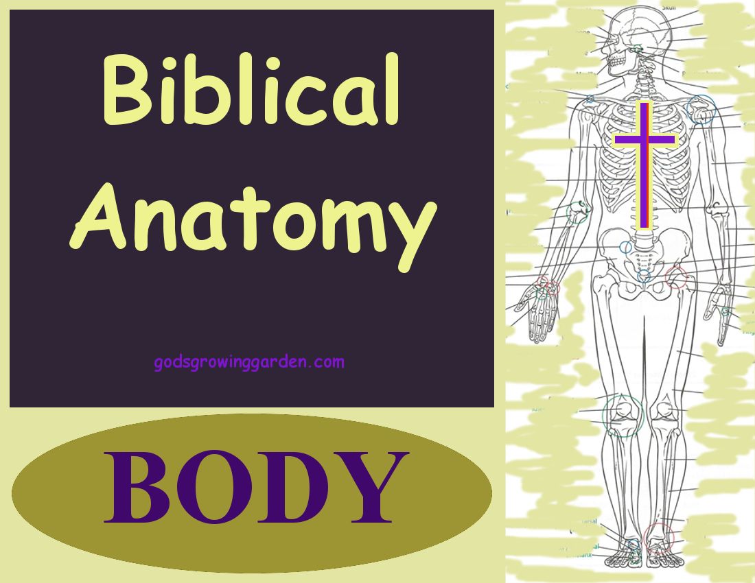 SundayBiblicalAnatomy1