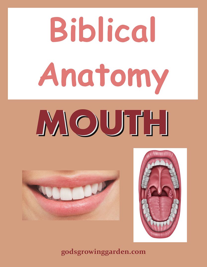 SundayBiblicalAnatomy11