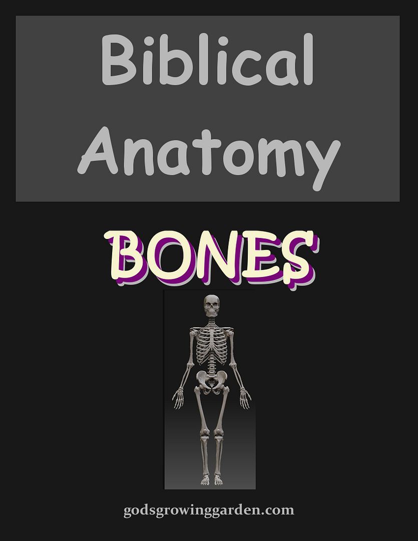 SundayBiblicalAnatomy16