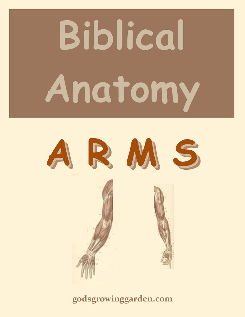 SundayBiblicalAnatomy17