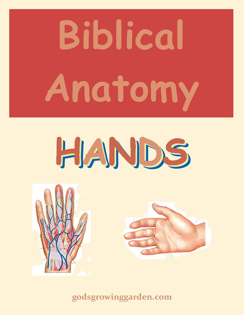 SundayBiblicalAnatomy18