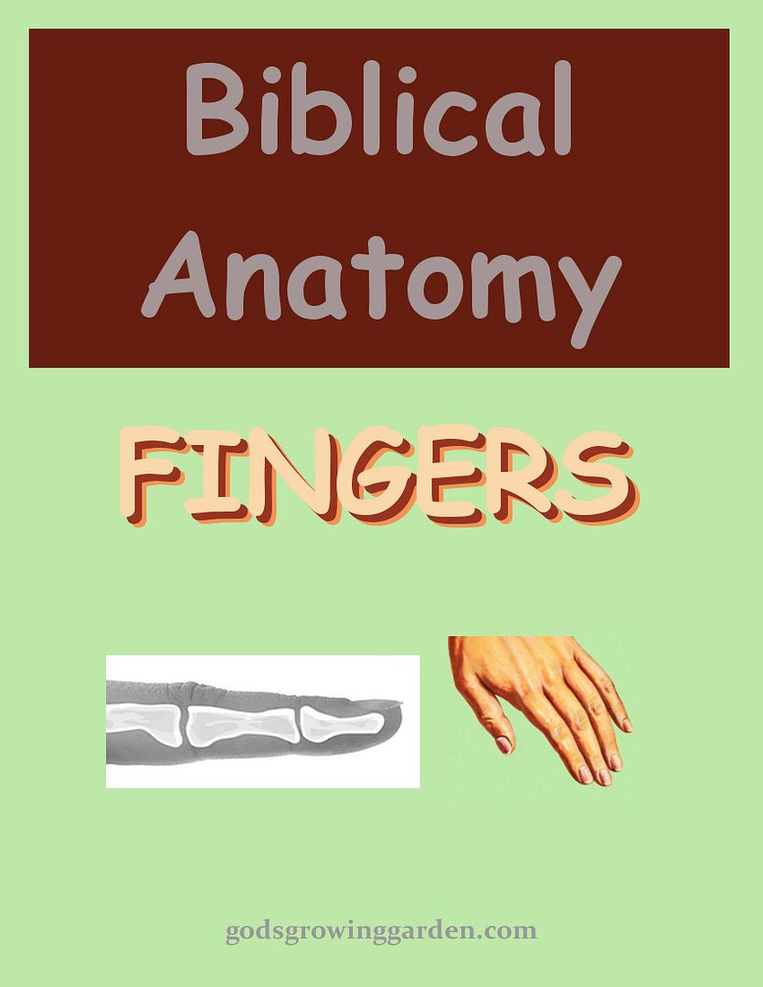 SundayBiblicalAnatomy19