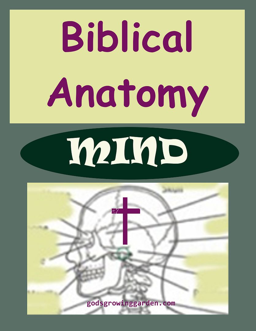 SundayBiblicalAnatomy2