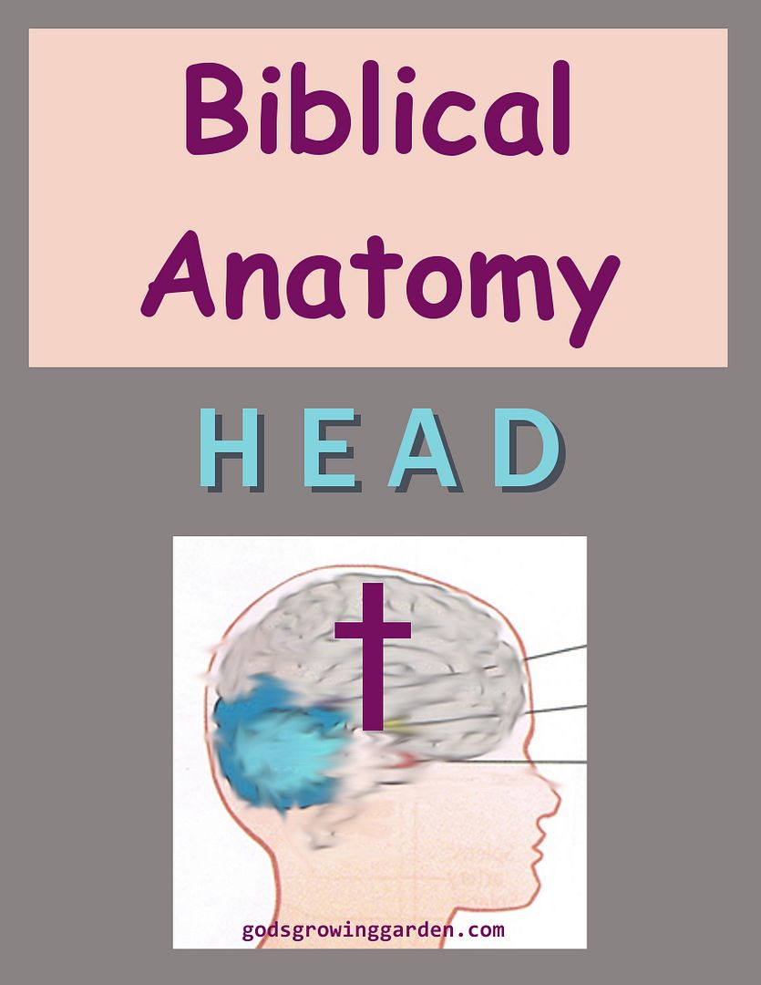 SundayBiblicalAnatomy3