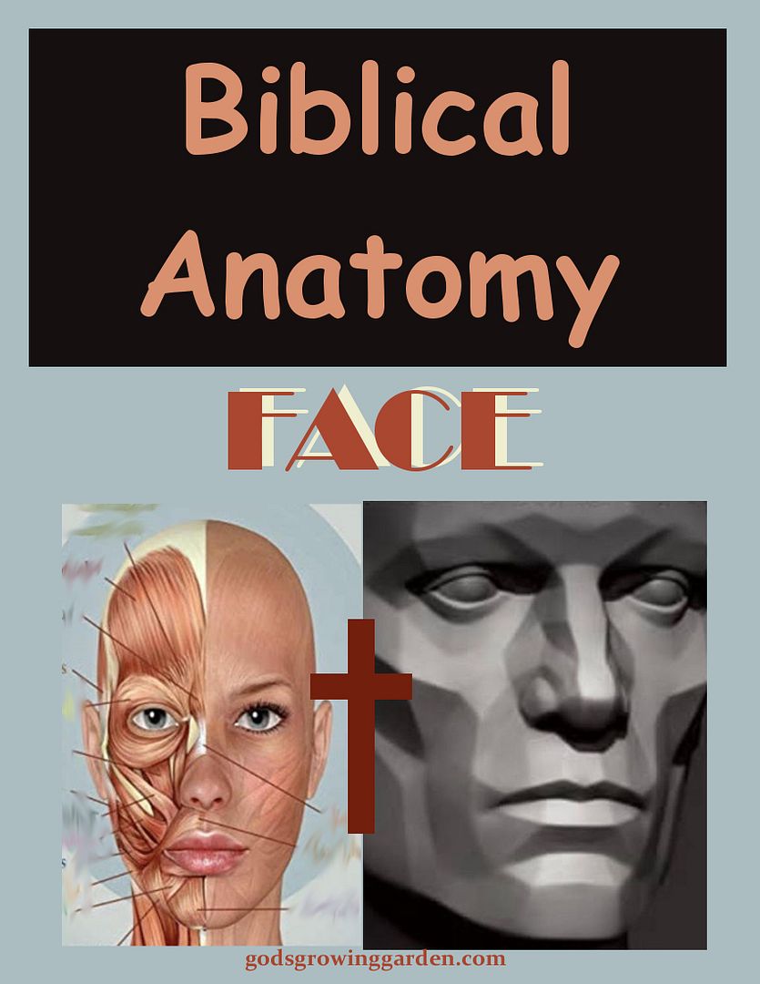 SundayBiblicalAnatomy4