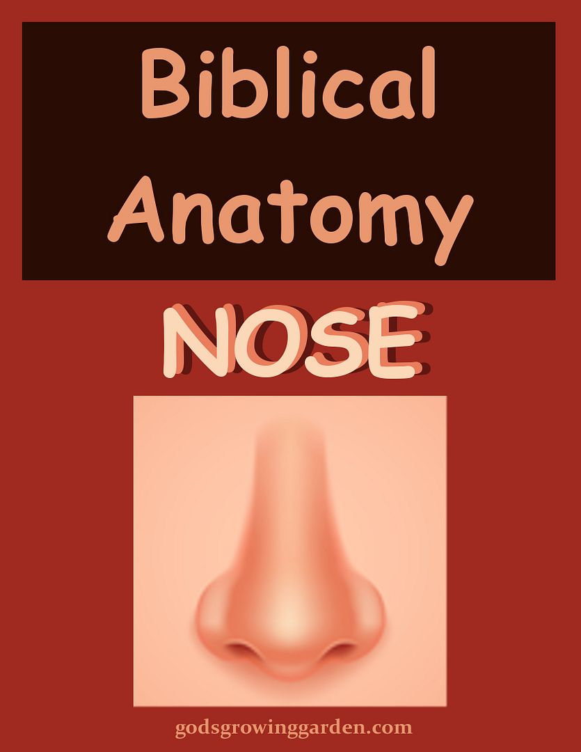 SundayBiblicalAnatomy7