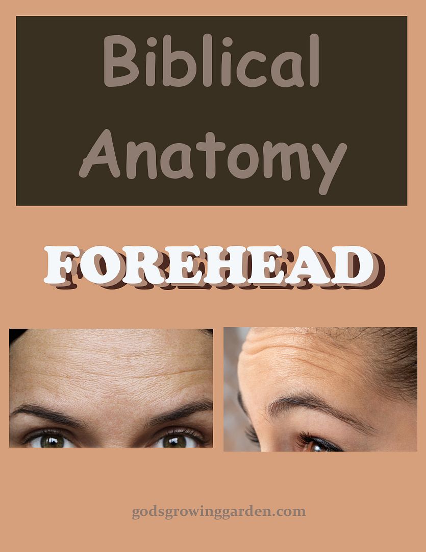 SundayBiblicalAnatomy8