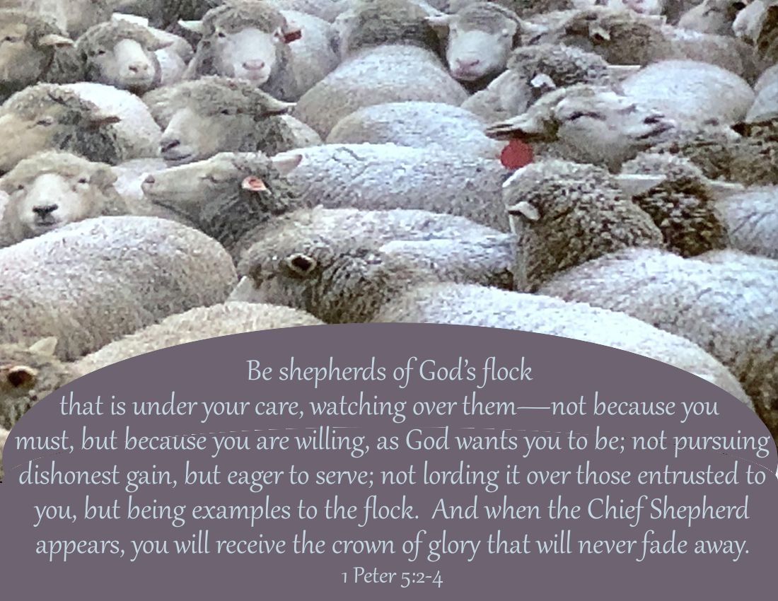 SundayJesusSHEPHERD2