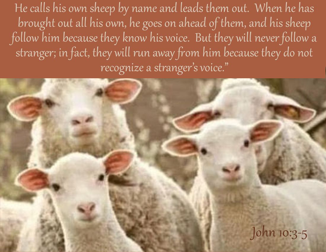 SundayJesusSHEPHERD3