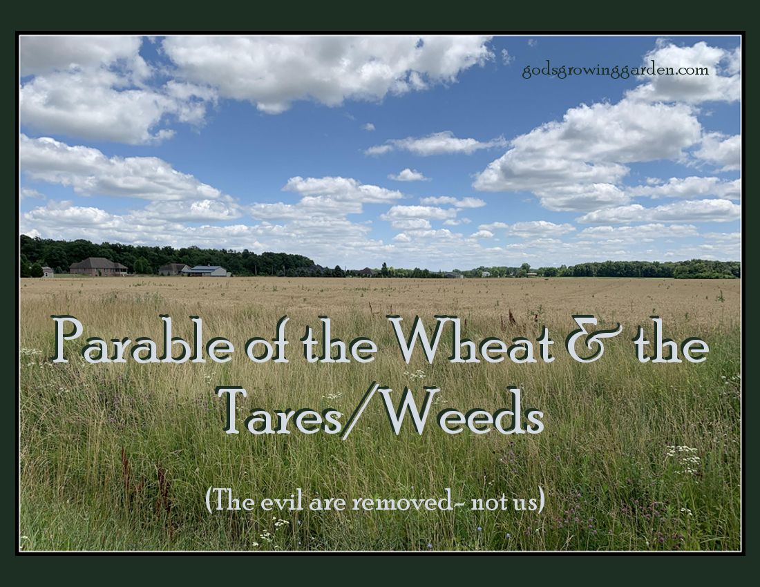 SundayParableWheat