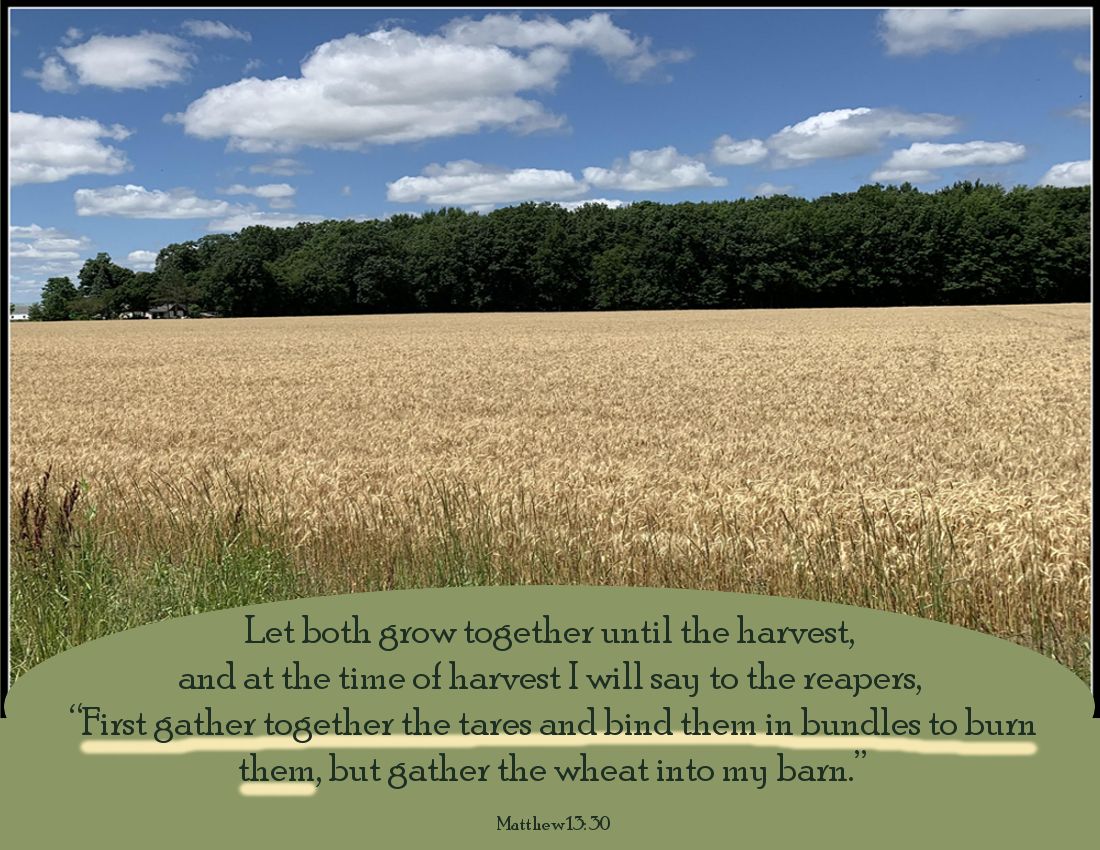 SundayParableWheat2