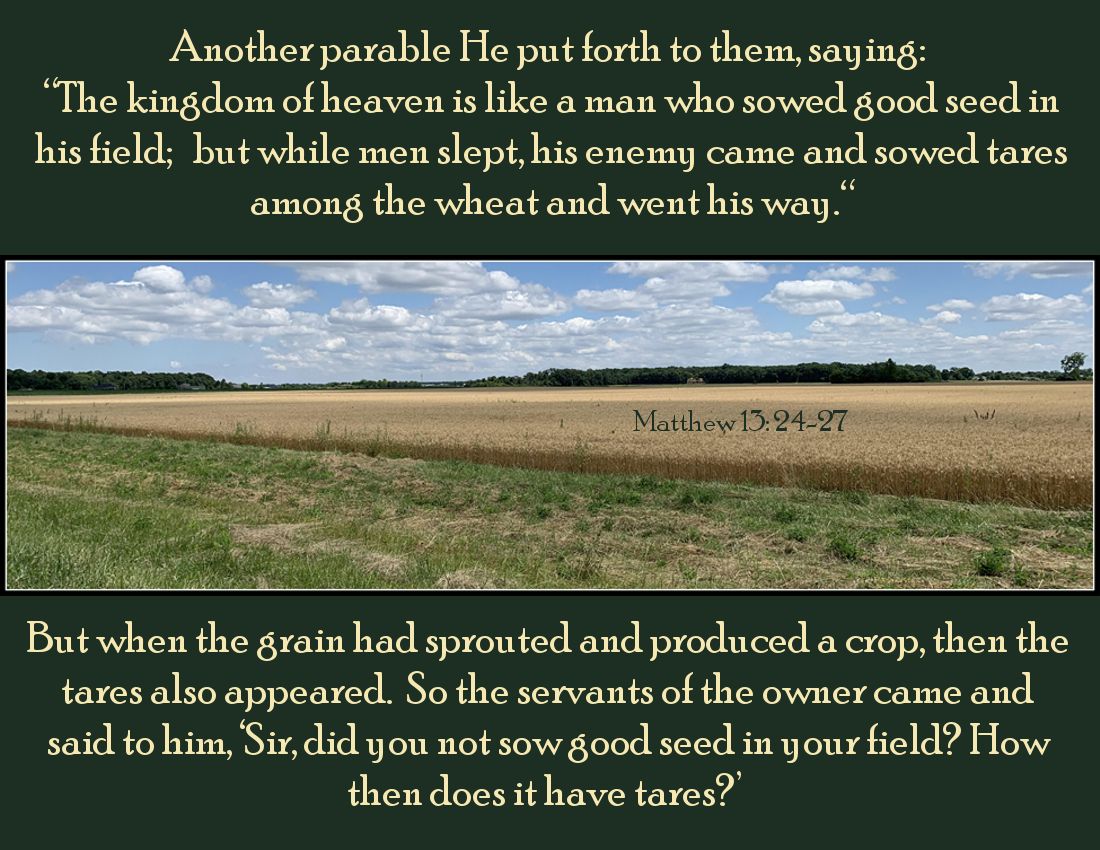 SundayParableWheat3