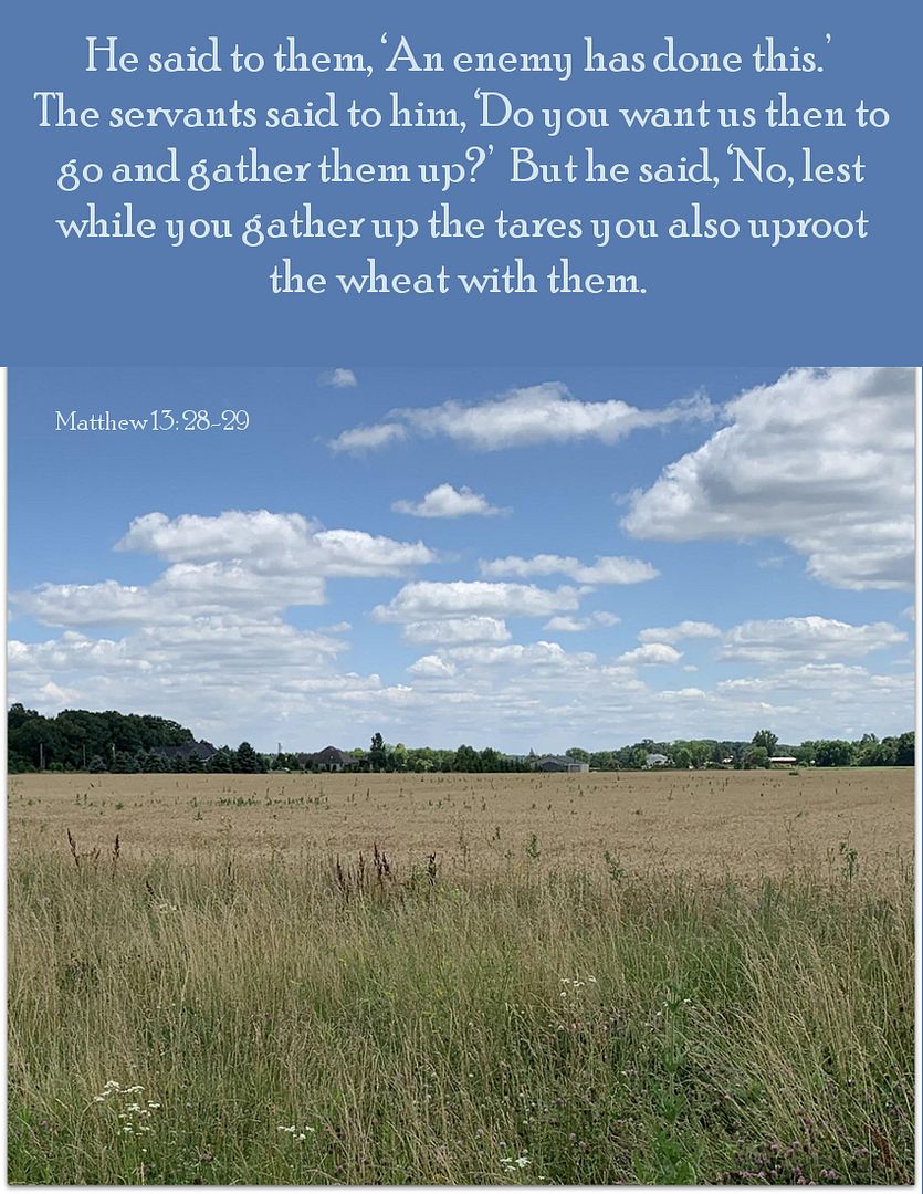 SundayParableWheat4