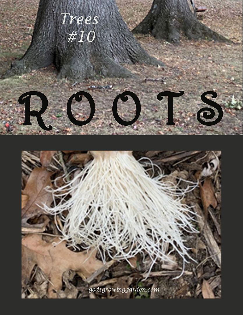 SundayTrees10