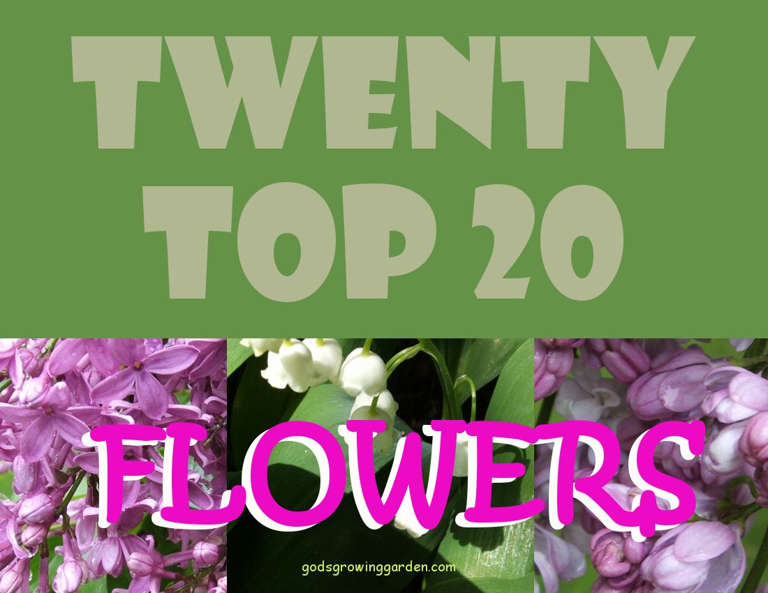 TwentyTop20FLOWERS