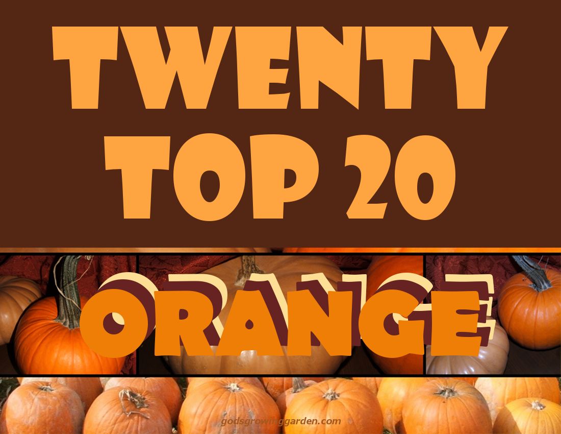 TwentyTop20ORANGE